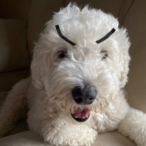 Meet your Posher, Ella